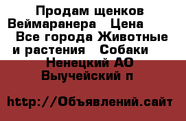 Продам щенков Веймаранера › Цена ­ 30 - Все города Животные и растения » Собаки   . Ненецкий АО,Выучейский п.
